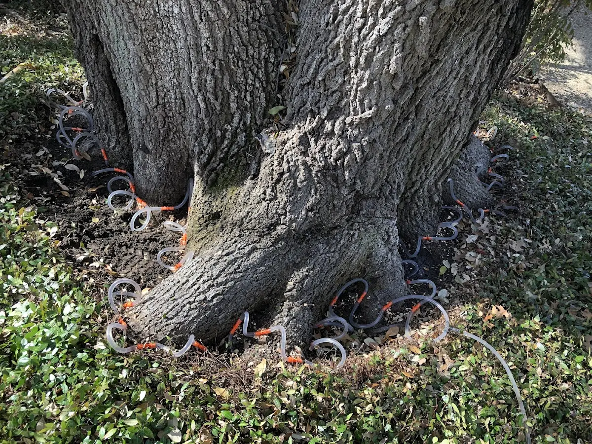 Detailed Tree Cabling and Bracing job site in Strathcona