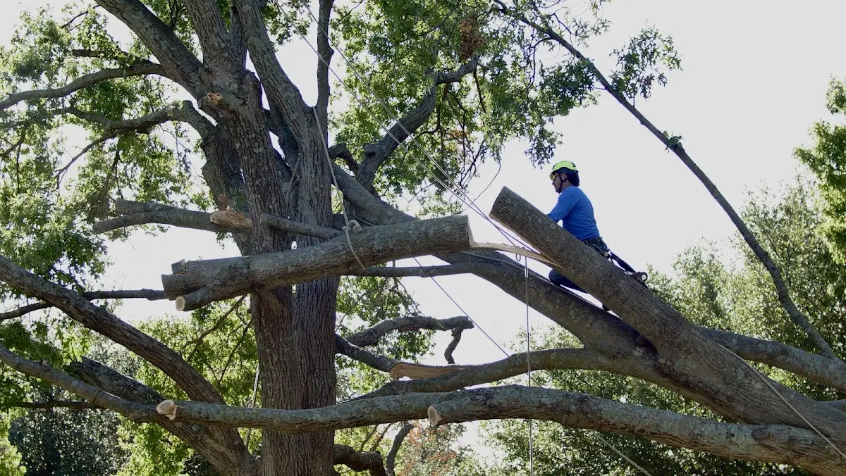 Professional Hazardous Tree Removal performed by certified arborists in Strathcona